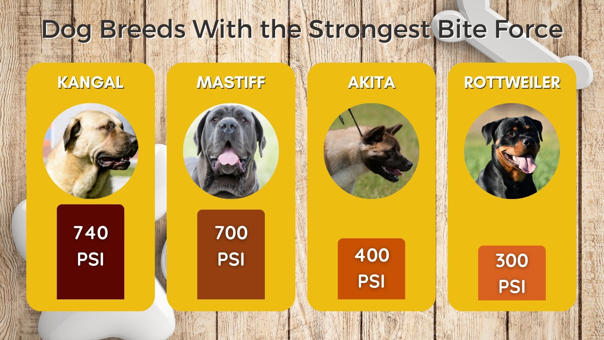 which dogs bite the most